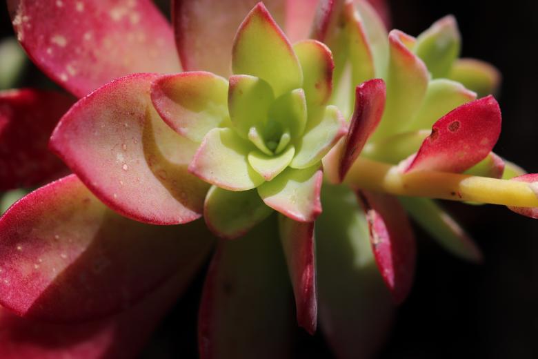Free stock image of Succulent close-up created by GAIMARD Jacques