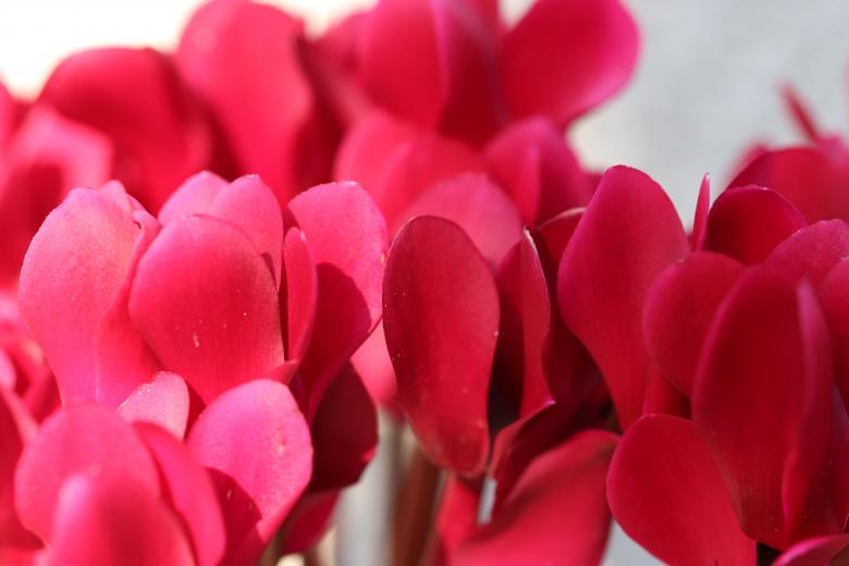 Free stock image of Red cyclamen close-up created by GAIMARD Jacques