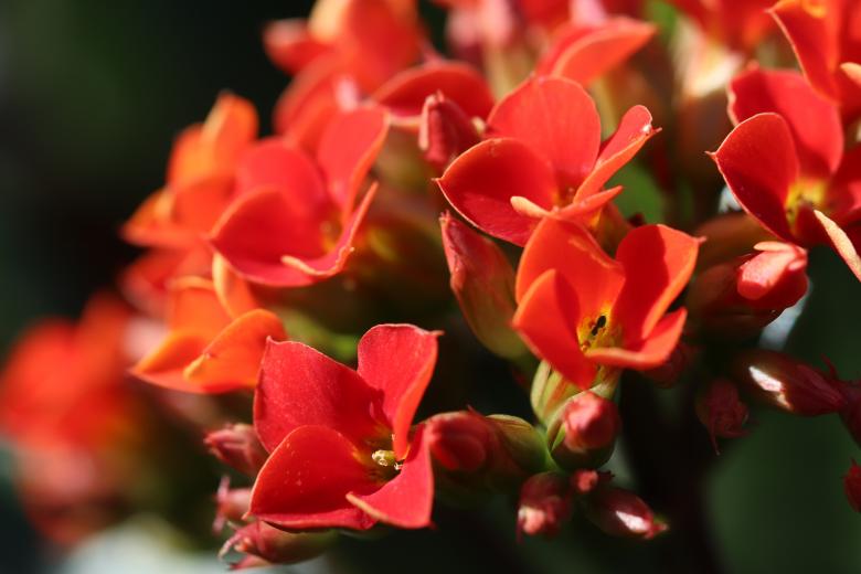 Free stock image of Orange flowers close-up created by GAIMARD Jacques