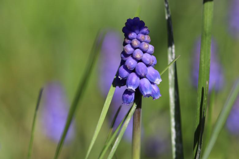 Free stock image of Muscaris Close-up created by GAIMARD Jacques