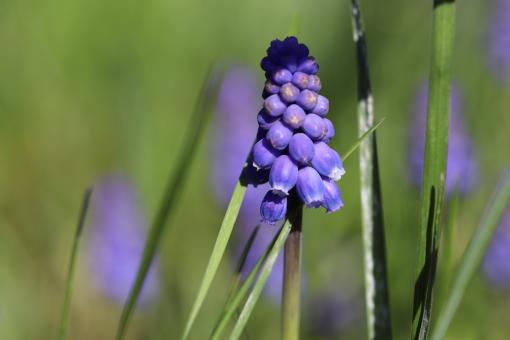 Muscaris Close-up - Free Stock Photo