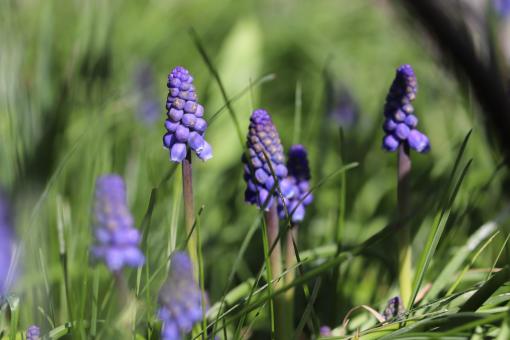 Blue Muscaris Flowers - Free Stock Photo