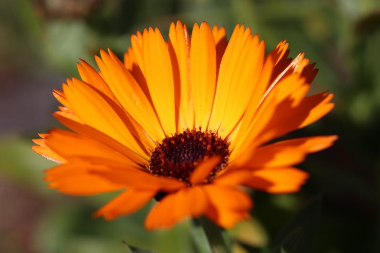 Free stock image of Orange Marigold Flower created by GAIMARD Jacques