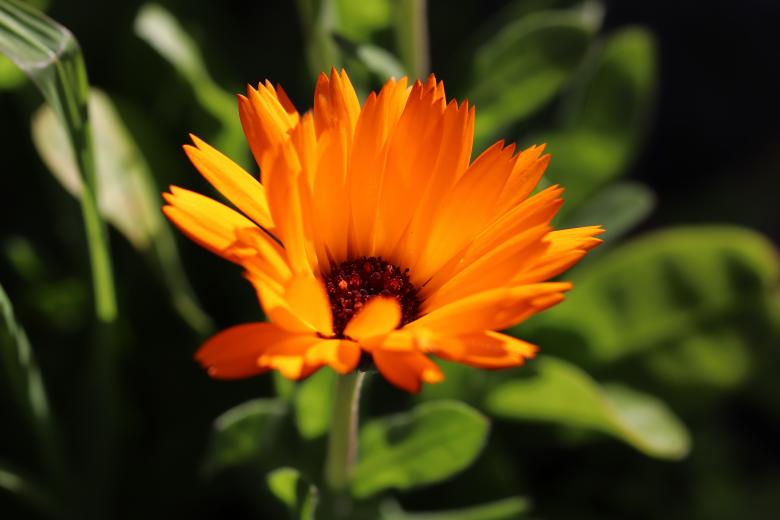 Free stock image of Marigold Flower Close-up created by GAIMARD Jacques