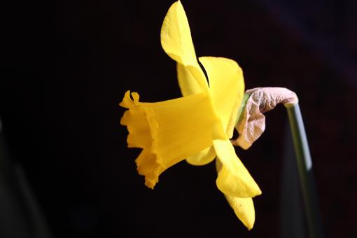 Daffodil Close-up - Free Stock Photo