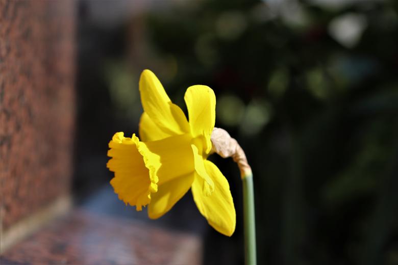 Free stock image of Yellow Daffodil Close-up created by GAIMARD Jacques