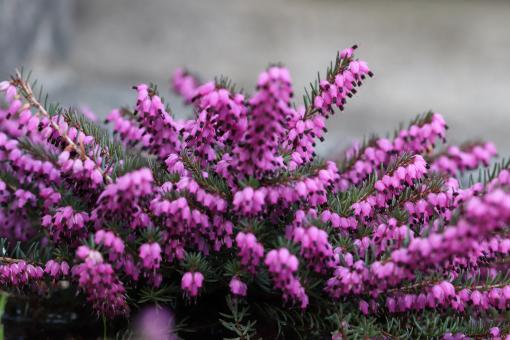Free Stock Photo of Purple Heather in a Cemetery