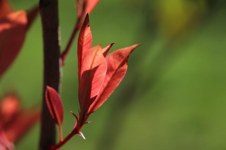 Free stock image of First leaves... created by GAIMARD Jacques