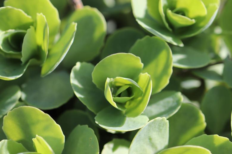 Free stock image of Succulent in a Cemetery created by GAIMARD Jacques