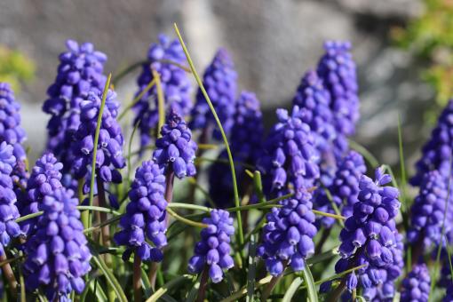 Muscaris Flowers - Free Stock Photo