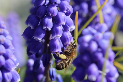 Bee Foraging on Muscaris Flower - Free Stock Photo