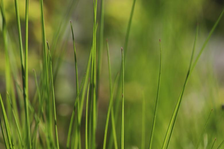Free stock image of Weeds Close-up created by GAIMARD Jacques