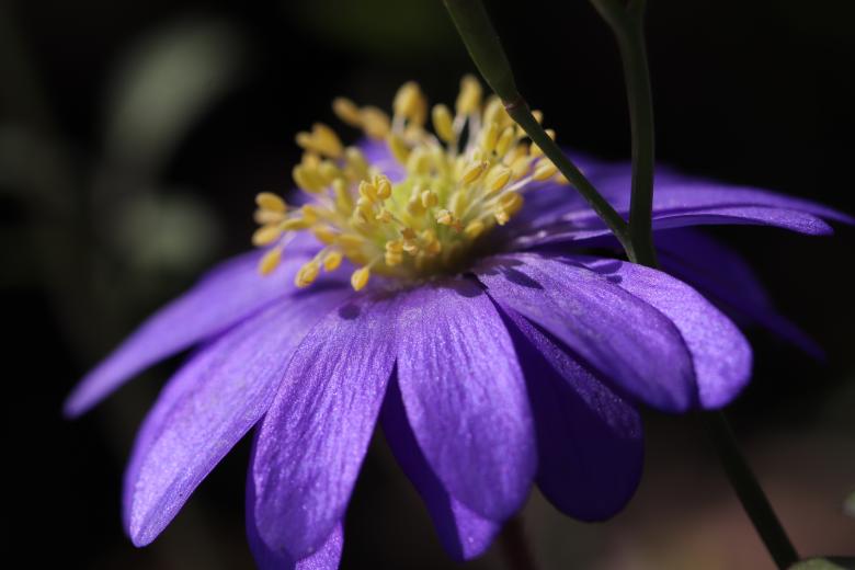 Free stock image of Purple Flower Close-up created by GAIMARD Jacques