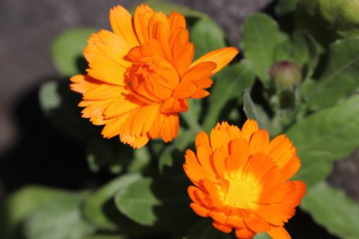 Free Stock Photo of Orange Marigold Flowers