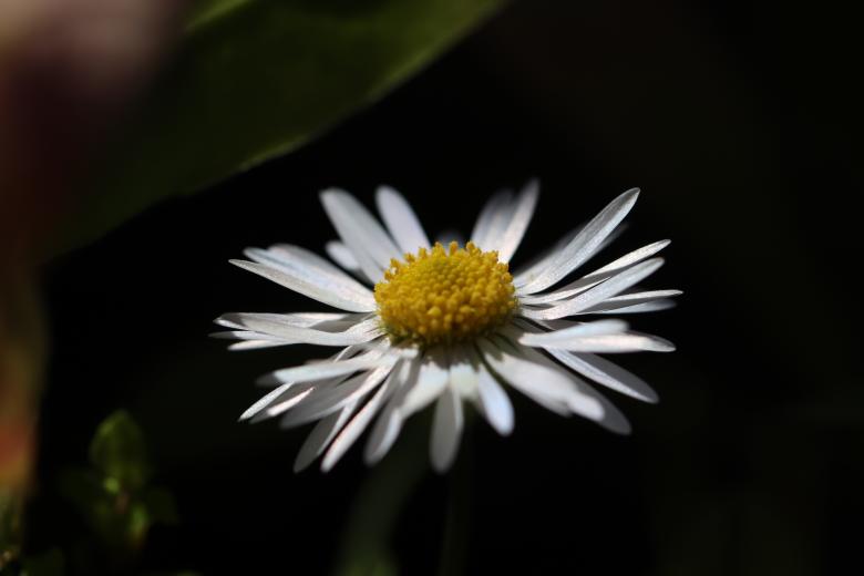 Free stock image of White Flower Close-up created by GAIMARD Jacques
