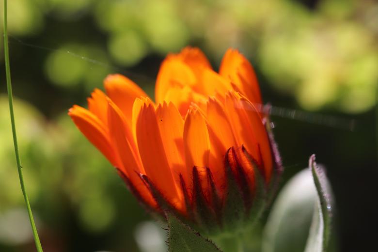Free stock image of Marigold Flower Opening created by GAIMARD Jacques