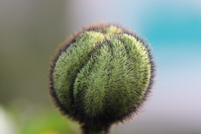 Free stock image of Papaver Bud Close-up created by GAIMARD Jacques