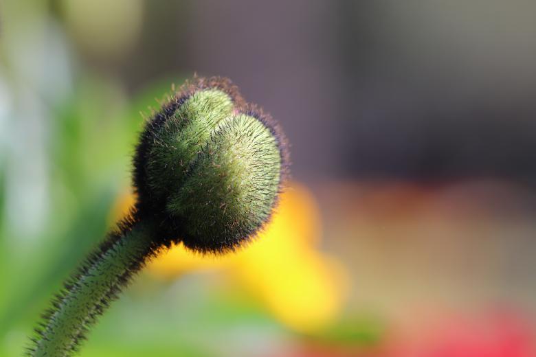 Free stock image of Papaver Bud created by GAIMARD Jacques