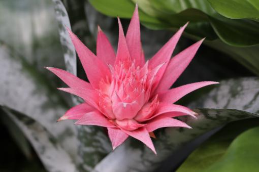 Free Stock Photo of Bromeliad in a greenhouse
