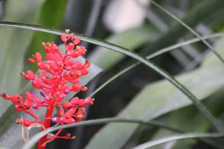 Free stock image of Tropical flower in a greenhouse created by GAIMARD Jacques