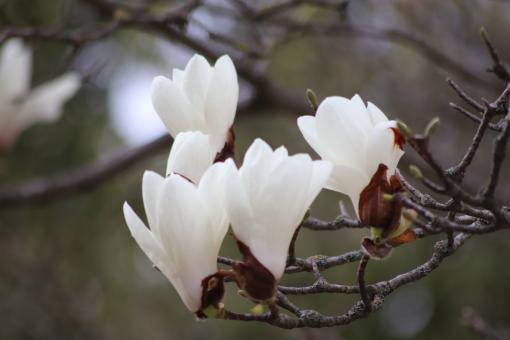 Magnolia spring flowers - Free Stock Photo