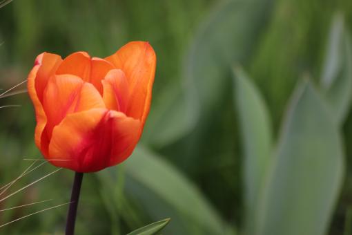 Free Stock Photo of Very early tulip flower...