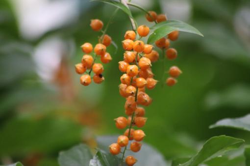 Free Stock Photo of Tiny tropical flowers