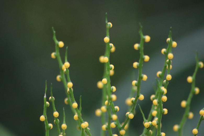 Free stock image of Tiny fruits on a tropical plant (close-up) created by GAIMARD Jacques