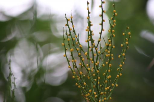 Free Stock Photo of Tiny fruits on a tropical plant