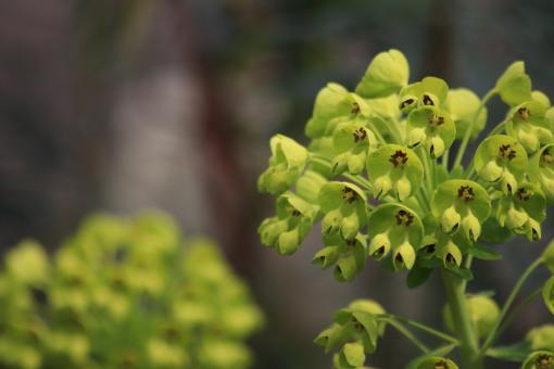 Free Stock Photo of Garden plant blooming