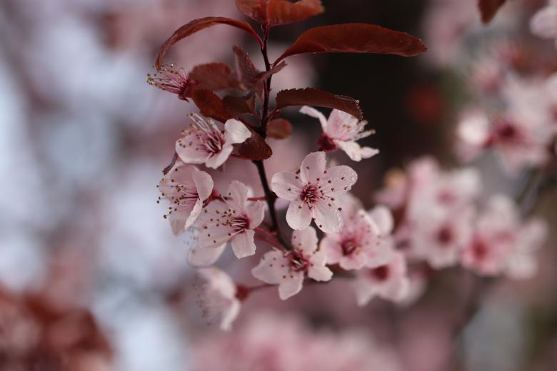 Free stock image of Spring flowers on a tree created by GAIMARD Jacques