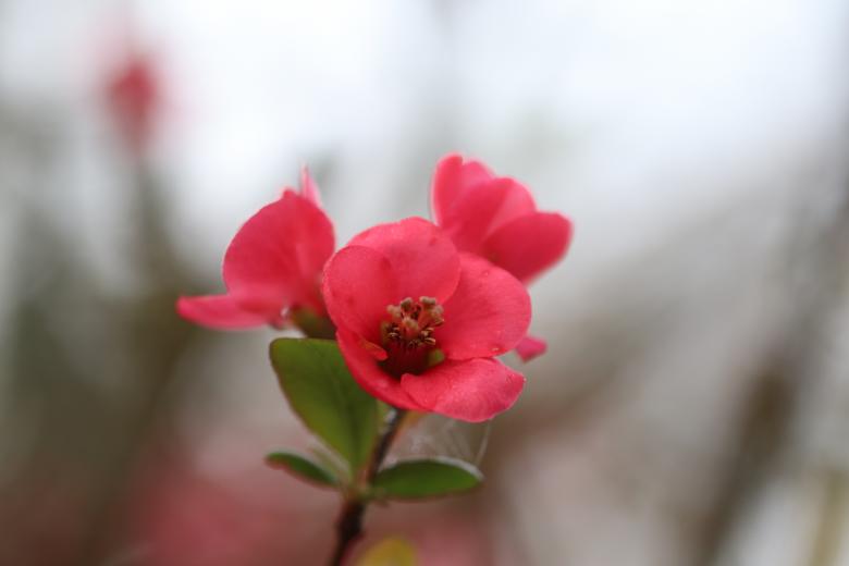 Free stock image of Red spring flower created by GAIMARD Jacques