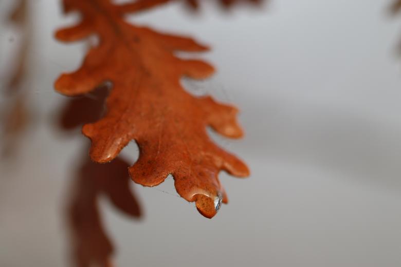 Free stock image of Oak leaf not yet fallen created by GAIMARD Jacques