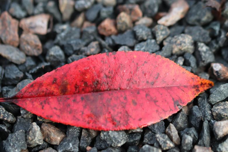 Free stock image of Last fall's leaf created by GAIMARD Jacques