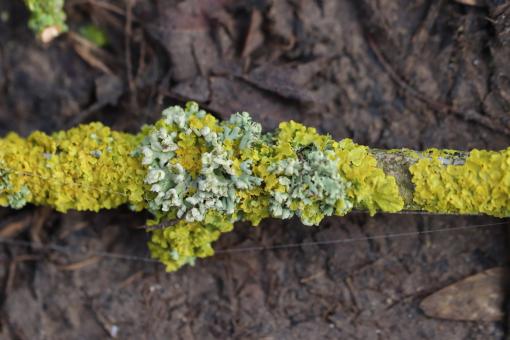 Free Stock Photo of Beautiful lichen in a wood
