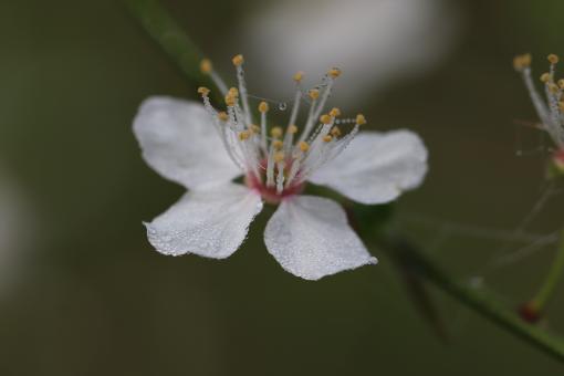 Free Stock Photo of Spring flower covered with morning dew