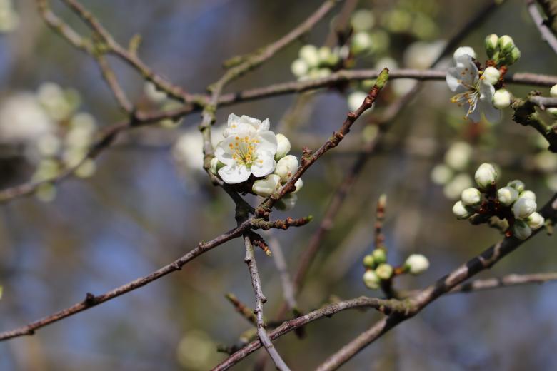 Free stock image of Spring flowers on a tree created by GAIMARD Jacques