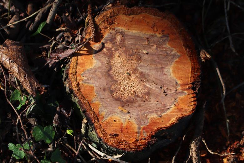Free stock image of Cut tree trunk created by GAIMARD Jacques