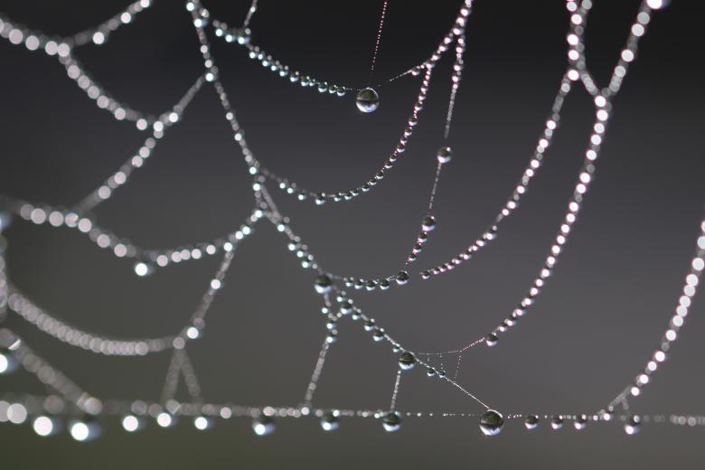 Free stock image of Morning dew on a spiderweb created by GAIMARD Jacques