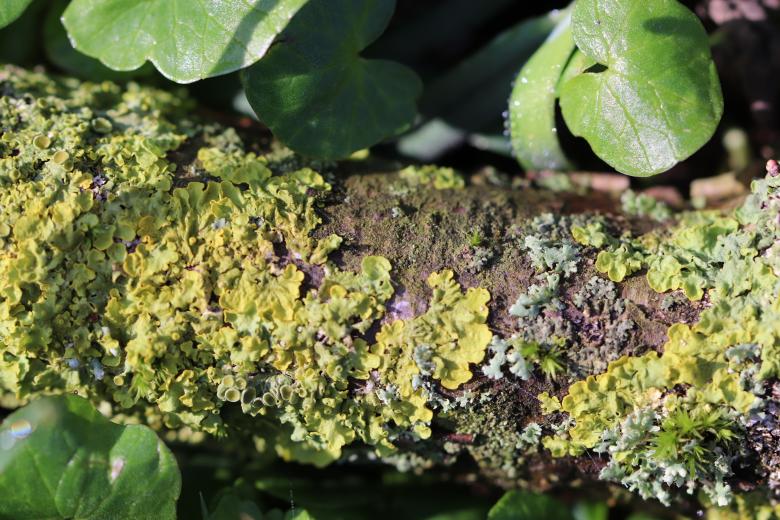 Free stock image of Lichen on a branch created by GAIMARD Jacques