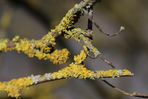 Free Stock Photo of Lichen on a branch