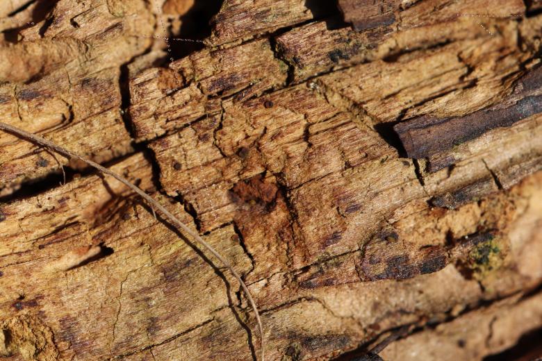 Free stock image of Old tree trunk created by GAIMARD Jacques