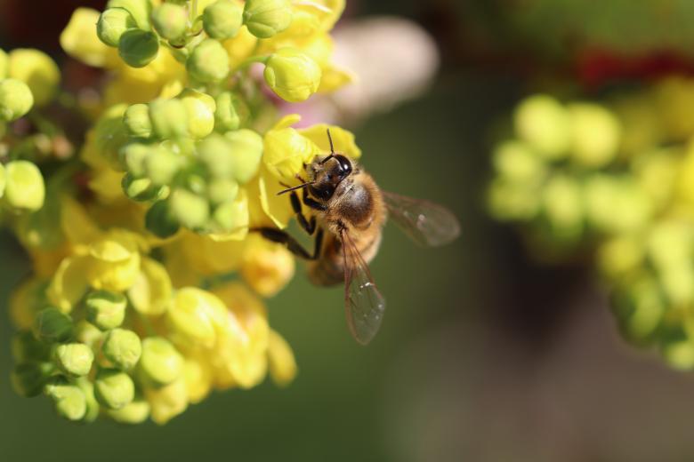 Free stock image of Close-up on a foraging bee created by GAIMARD Jacques