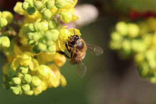 Free Stock Photo of Close-up on a foraging bee