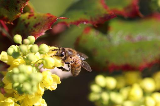 Free Stock Photo of Bee foraging