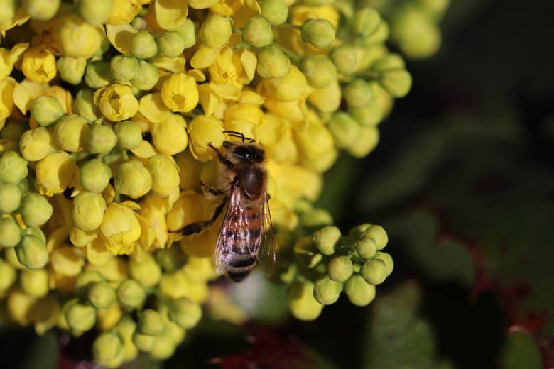 Free stock image of Bee foraging early flowers created by GAIMARD Jacques