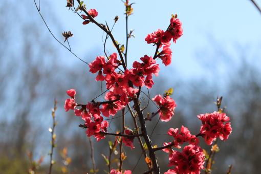 Free Stock Photo of Red Spring Flowers