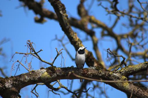 Wagtail on its branch - Free Stock Photo