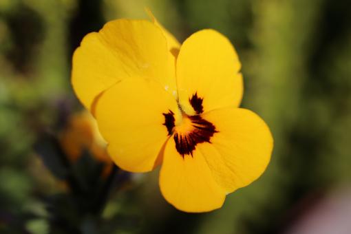Free Stock Photo of Yellow pansy