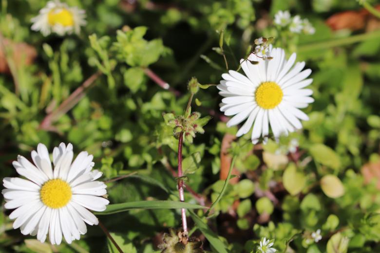 Free stock image of Daisies in a cemetery created by GAIMARD Jacques